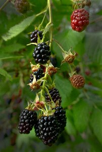 Bush rubus sectio rubus rosaceae