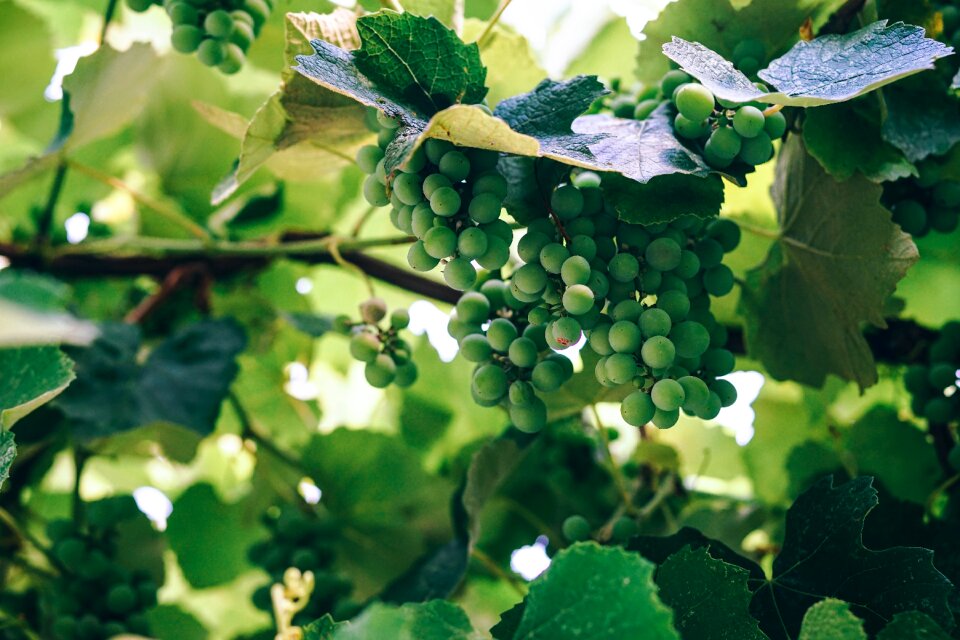 Bunch chardonnay food