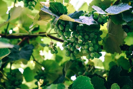 Bunch chardonnay food