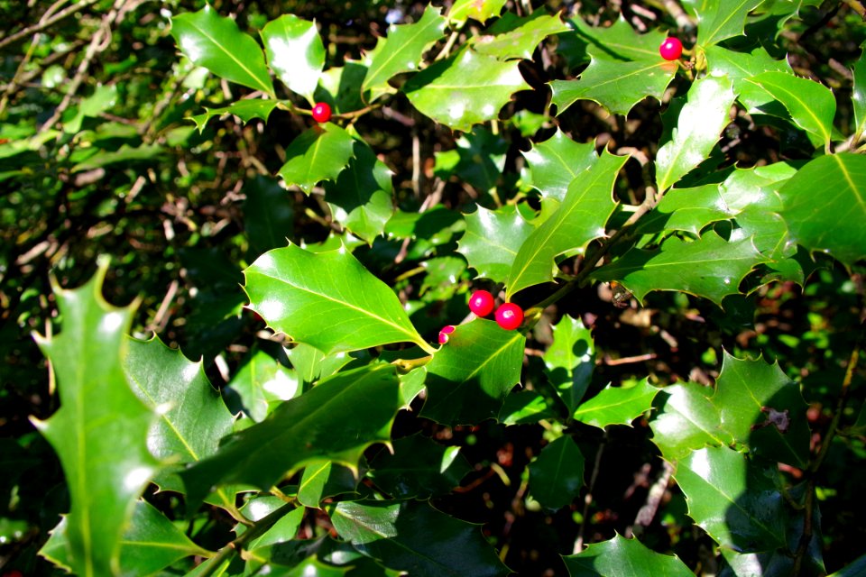 IMGP0461