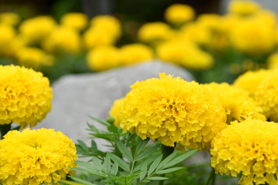 Yellow yellow flowers refreshing