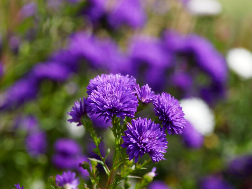 Plants flowering purple flowers flora photo