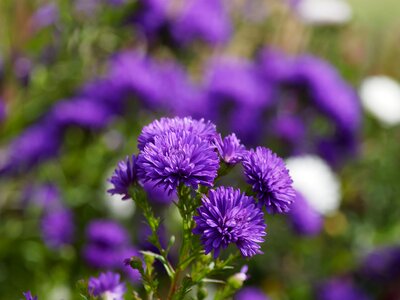 Plants flowering purple flowers flora