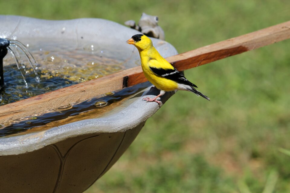 Male fountain nature