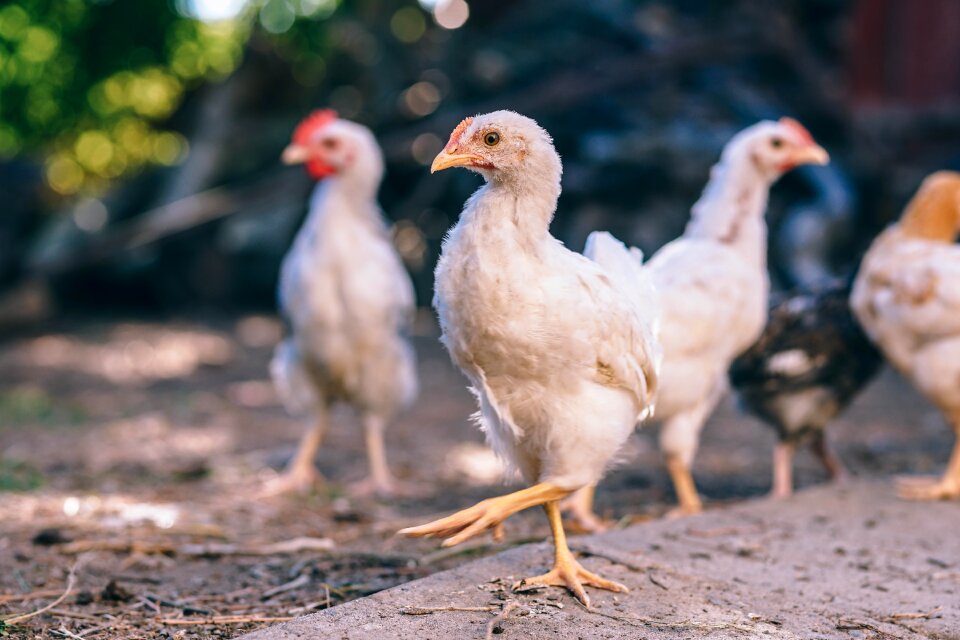 Chicken coop chicken wire chickens