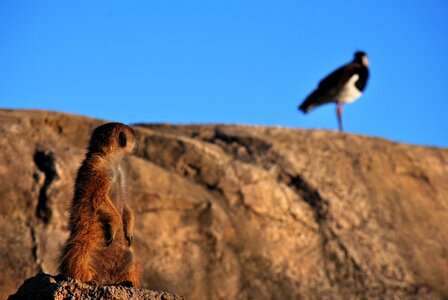Sky temaiken meerkat