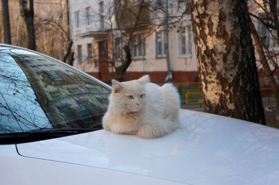 White cat street cat an outdoor cat