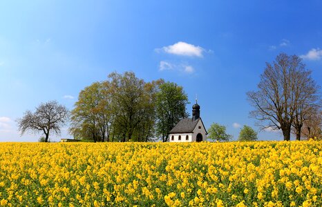 Nature blütenmeer spring