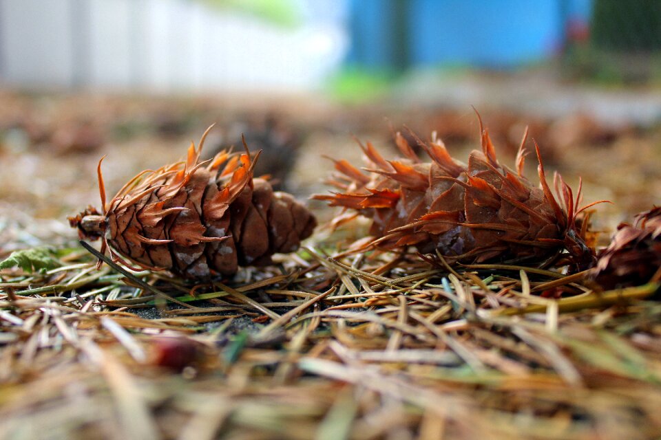Conifers fall nature
