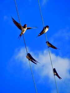 Sky birds blue