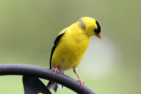 Animal finch wildlife photo