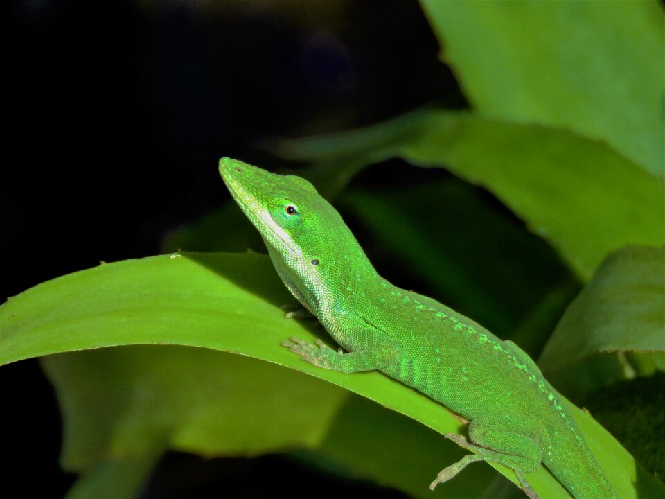Lizard green wildlife