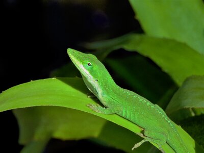 Lizard green wildlife