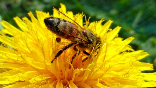 Bee summer pollination photo