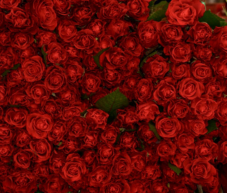 Red flowers romantic
