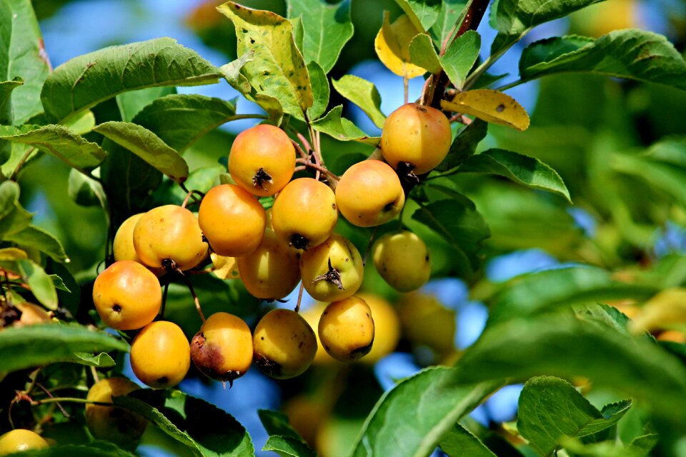 Fruits bush nature