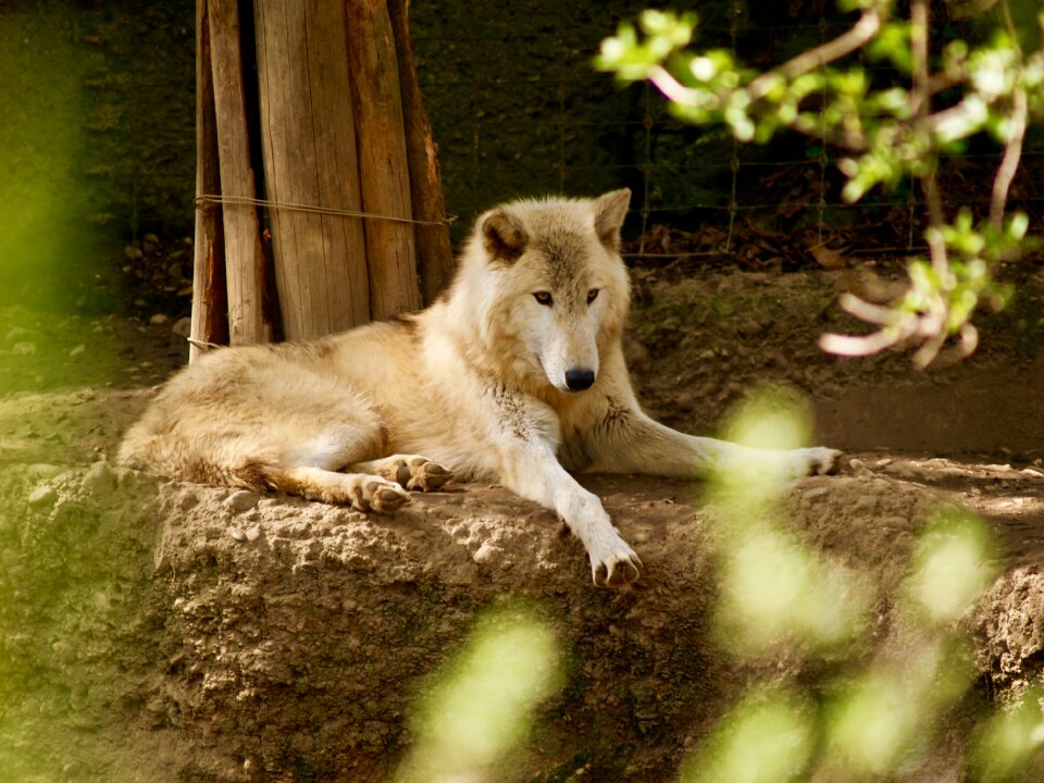 Zoo nature animal world