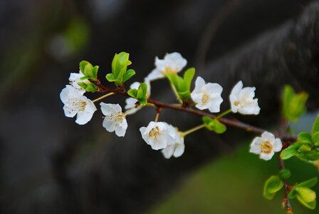 Blossom nature branch