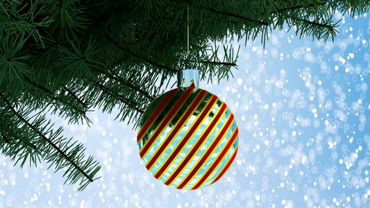 Christmas tree spruce