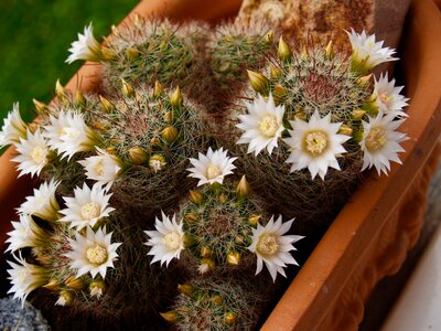 Nature bloom ornamental plant