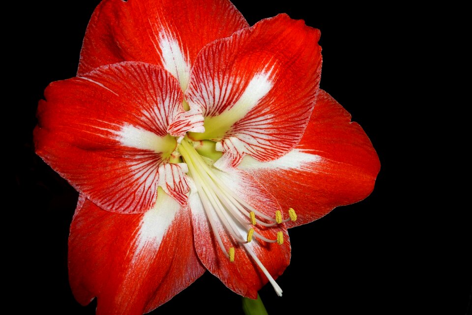 Flower red petal