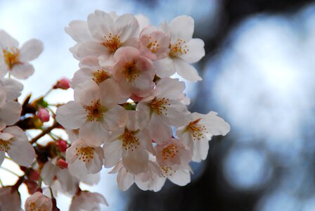 Blossom nature branch
