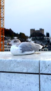 Oslo (52)