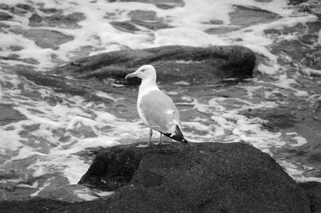 Nature side bird