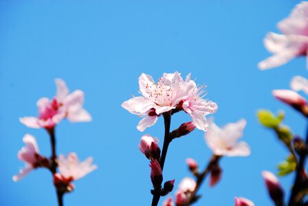 Blossom nature branch