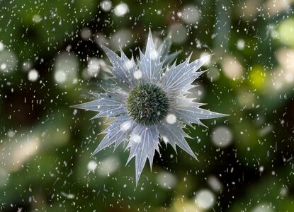 Star winter christmas