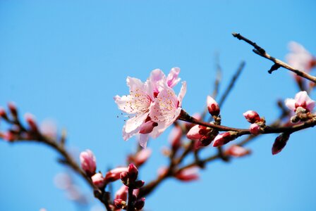 Blossom nature branch photo