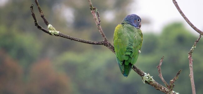 Birds tree animalia photo