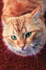 Pets mammals fluffy