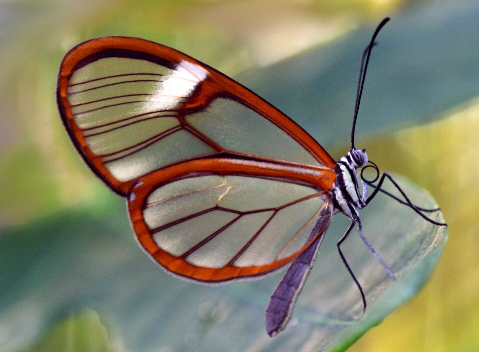 Glass falter close up transparent