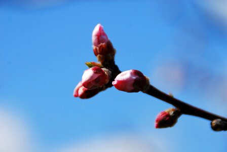 Blossom nature branch