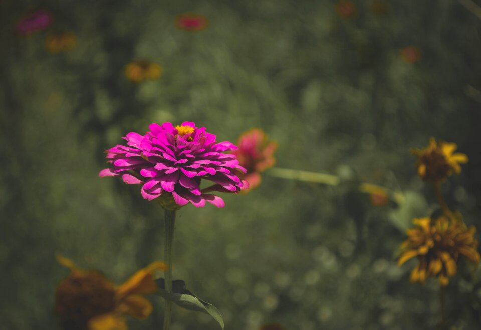Flowers purple gloomy