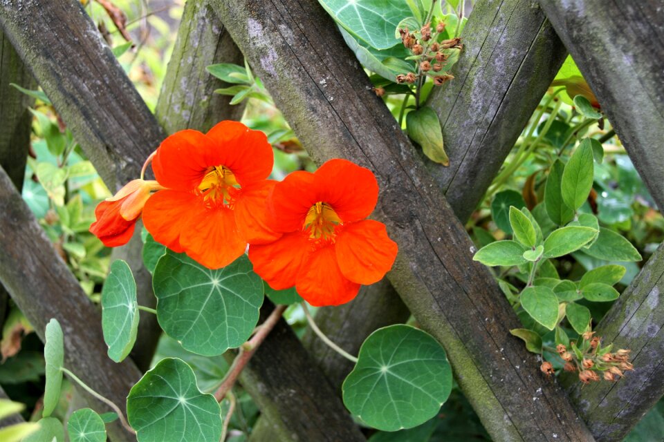 Flower nasturtiums autumn