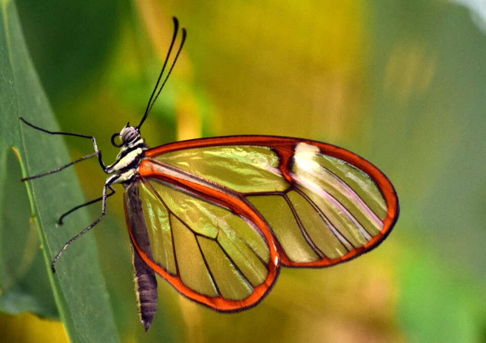 Glass falter close up transparent