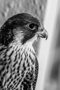 Peregrine falcon chicks black white photo