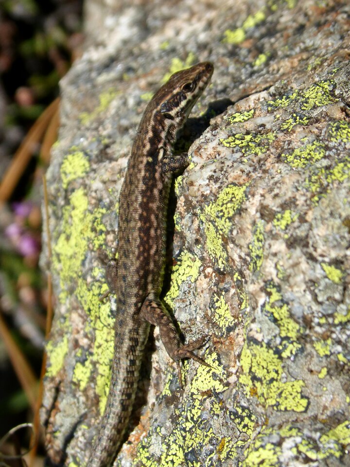 Lizard iberian rock lichen