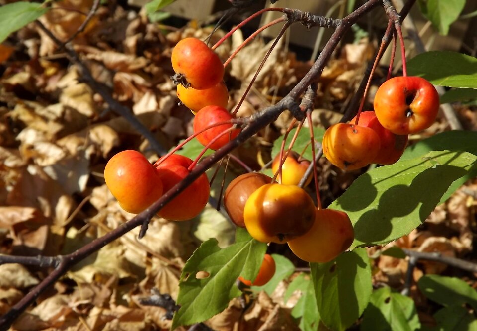 Heavenly apples nature