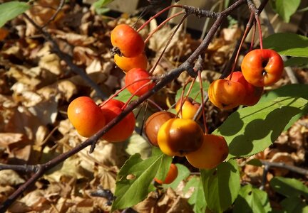 Heavenly apples nature