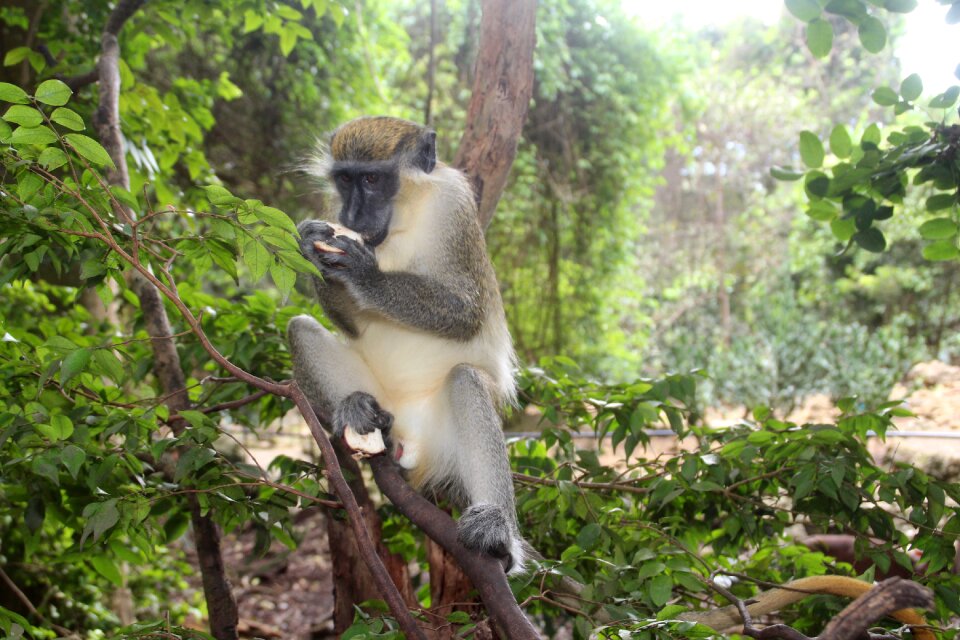 Barbados nature forest