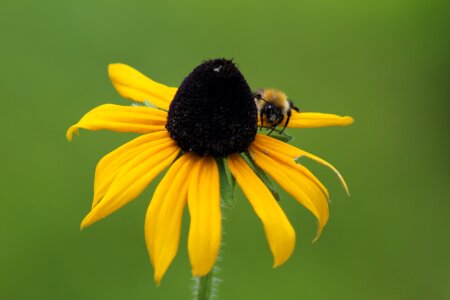 Summer flower bee photo