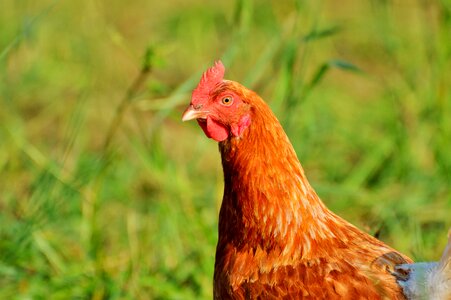 Free range livestock farm