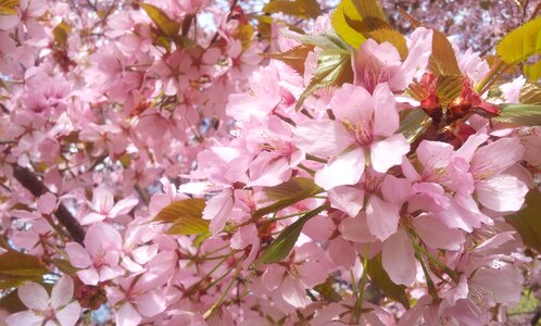 Flower summer spring