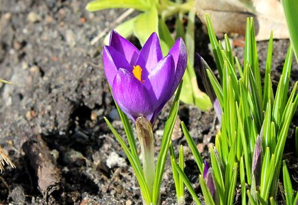 Violet nature flower