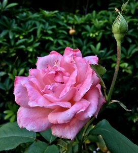 Pink flower flower rosa