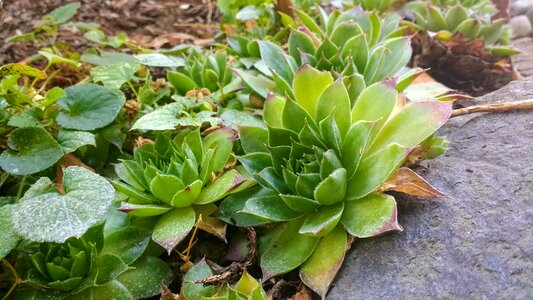 Plant garden botanical
