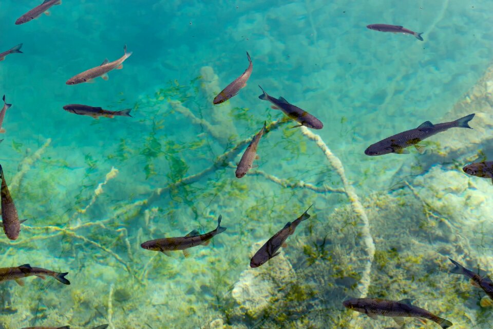 Animals fishes corals